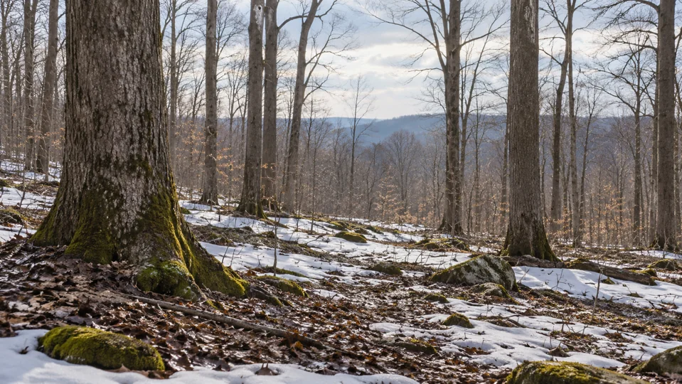 Spätwinterlicher Wald mit Schneeresten